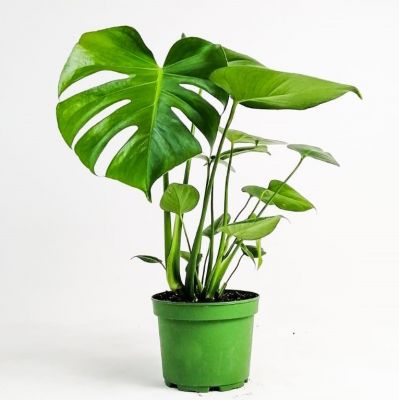 Deve Tabanı Bitkisi - Monstera Deliciosa-İthal 40-50 Cm-çiçek sepeti için - 1