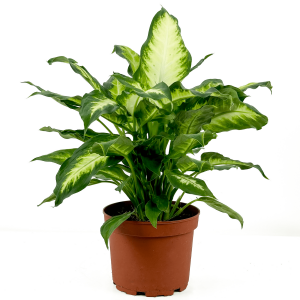 Difenbahya Bitkisi (Dieffenbachia Camilla) 40-60 Cm - Fidan Burada