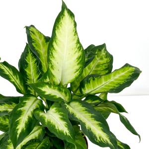 Difenbahya Bitkisi (Dieffenbachia Camilla) 40-60 Cm - 2