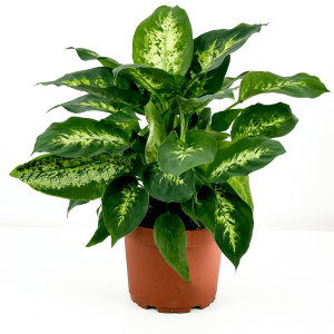 DİFENBAHYA BİTKİSİ (Dieffenbachia Compacta) 40-60 Cm - Fidan Burada