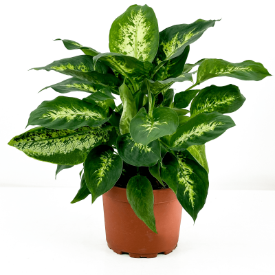 DİFENBAHYA BİTKİSİ (Dieffenbachia Compacta) 40-60 Cm - 1