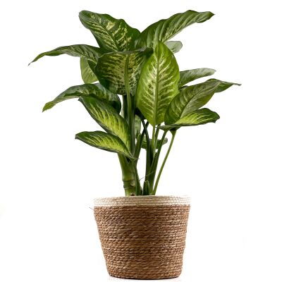 DİFENBAHYA BİTKİSİ (Dieffenbachia Tropic Snow) Hasır Saksılı Lane Beyaz 80-100 Cm - 1