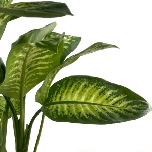 DİFENBAHYA BİTKİSİ (Dieffenbachia Tropic Snow) Hasır Saksılı Lane Beyaz 80-100 Cm - 2