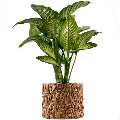 DİFENBAHYA BİTKİSİ (Dieffenbachia Tropic Snow) Rolyn Hasır Saksılı 80-100 Cm - 1