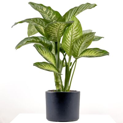 DİFENBAHYA BİTKİSİ (Dieffenbachia Tropic Snow) Ruby Antrasit Saksılı 80-100 Cm - 1