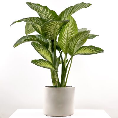 DİFENBAHYA BİTKİSİ (Dieffenbachia Tropic Snow) Ruby Beyaz Saksılı 80-100 Cm - 1