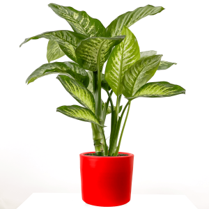 DİFENBAHYA BİTKİSİ (Dieffenbachia Tropic Snow) Ruby Kırmızı Saksılı 80-100 Cm - 1