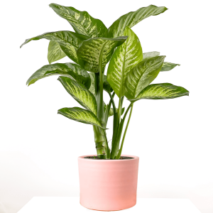 DİFENBAHYA BİTKİSİ (Dieffenbachia Tropic Snow) Ruby Pembe Saksılı 80-100 Cm - 1