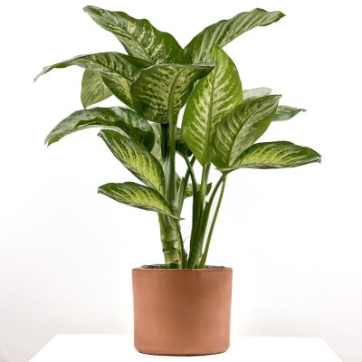 DİFENBAHYA BİTKİSİ (Dieffenbachia Tropic Snow) Ruby Terra Cotta Saksılı 80-100 Cm - 1