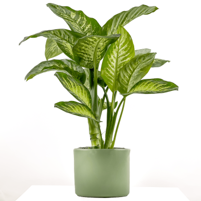 DİFENBAHYA BİTKİSİ (Dieffenbachia Tropic Snow) Ruby Yeşil Saksılı 80-100 Cm - 1