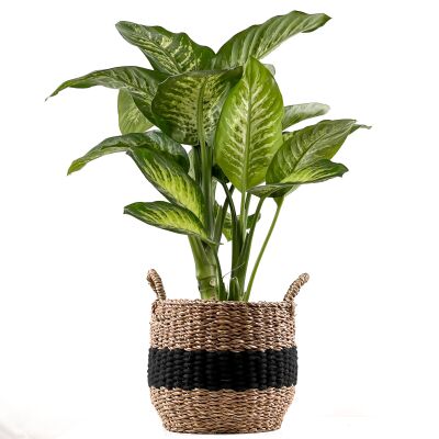 DİFENBAHYA BİTKİSİ (Dieffenbachia Tropic Snow) Siyah Şeritli Hasır Saksılı 80-100 Cm - 1