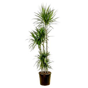 Dracaena Marginata-5 Gövdeli 180-200 Cm - Fidan Burada