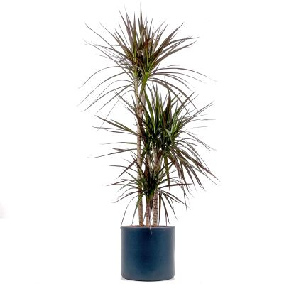 Dracaena Marginata Magenta-İthal-3 Gövdeli Ruby Antrasit Saksılı 100-120 cm - 1