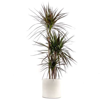 Dracaena Marginata Magenta-İthal-3 Gövdeli Ruby Beyaz Saksılı 100-120 cm - 1