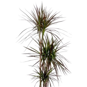 Dracaena Marginata Magenta-İthal-3 Gövdeli Ruby Beyaz Saksılı 100-120 cm - 2