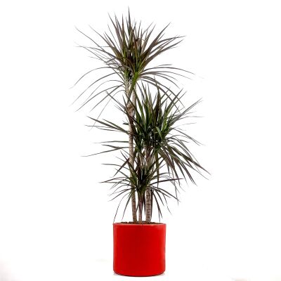 Dracaena Marginata Magenta-İthal-3 Gövdeli Ruby Kırmızı Saksılı 100-120 cm - 1