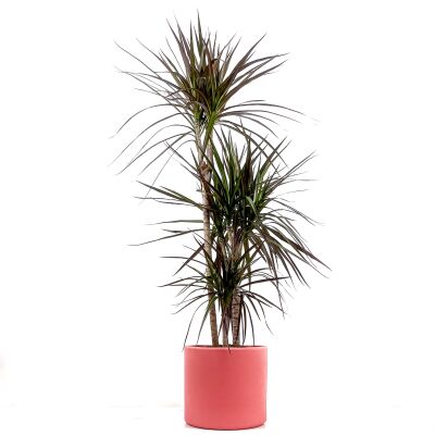 Dracaena Marginata Magenta-İthal-3 Gövdeli Ruby Pembe Saksılı 100-120 cm - 1