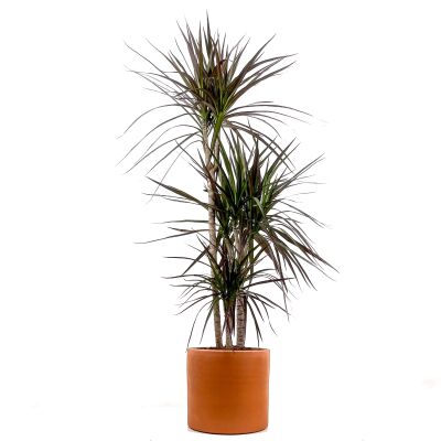 Dracaena Marginata Magenta-İthal-3 Gövdeli Ruby Terra Cotta Saksılı 100-120 cm - 1