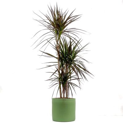 Dracaena Marginata Magenta-İthal-3 Gövdeli Ruby Yeşil Saksılı 100-120 cm - 1