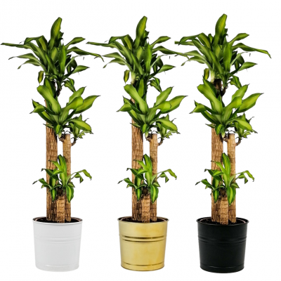 Dracaena Massengeana Bitkisi Dekoratif Saksılı -3 Gövdeli-120-140cm - 1