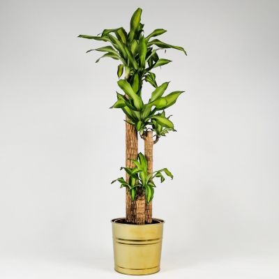 Dracaena Massengeana Bitkisi Dekoratif Saksılı -3 Gövdeli-120-140cm - 2