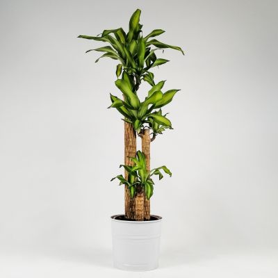 Dracaena Massengeana Bitkisi Dekoratif Saksılı -3 Gövdeli-120-140cm - 3