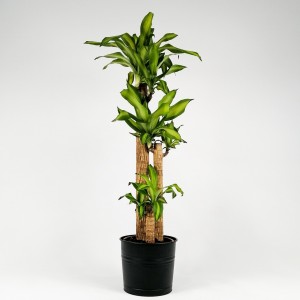 Dracaena Massengeana Bitkisi Dekoratif Saksılı -3 Gövdeli-120-140cm - 4