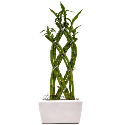 'Dracaena Sanderiana' Lucky Bamboo - Örgülü Şans Bambusu Beyaz Seramik Dikdörtgen Saksılı - 1