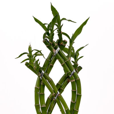 'Dracaena Sanderiana' Lucky Bamboo - Örgülü Şans Bambusu Beyaz Seramik Dikdörtgen Saksılı - 2