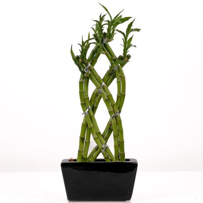 'Dracaena Sanderiana' Lucky Bamboo - Örgülü Şans Bambusu Siyah Seramik Dikdörtgen Saksılı - 1