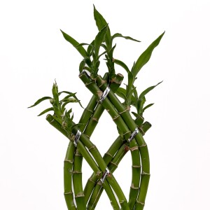 'Dracaena Sanderiana' Lucky Bamboo - Örgülü Şans Bambusu Siyah Seramik Dikdörtgen Saksılı - 2