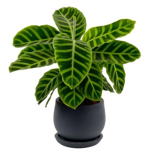 Dua Çiçeği - Kalatya Zebrina - Calathea Zebrina Curvy Antrasit Saksılı İthal 40-60 cm - Fidan Burada