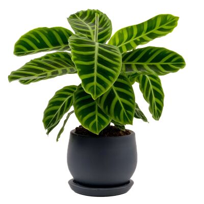 Dua Çiçeği - Kalatya Zebrina - Calathea Zebrina Curvy Antrasit Saksılı İthal 40-60 cm - 2