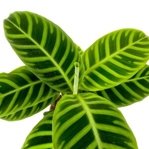 Dua Çiçeği - Kalatya Zebrina - Calathea Zebrina Curvy Antrasit Saksılı İthal 40-60 cm - 3