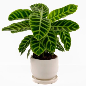 Dua Çiçeği - Kalatya Zebrina - Calathea Zebrina Curvy Beyaz Saksılı İthal 40-60 cm - Fidan Burada