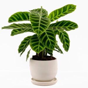 Dua Çiçeği - Kalatya Zebrina - Calathea Zebrina Curvy Beyaz Saksılı İthal 40-60 cm - 2