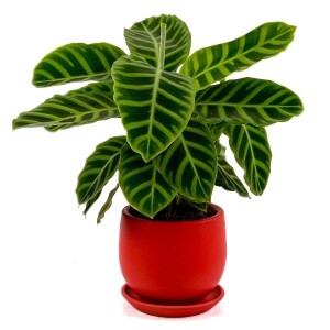 Dua Çiçeği - Kalatya Zebrina - Calathea Zebrina Curvy Kırmızı Saksılı İthal 40-60 cm - Fidan Burada