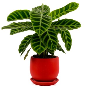 Dua Çiçeği - Kalatya Zebrina - Calathea Zebrina Curvy Kırmızı Saksılı İthal 40-60 cm - 2