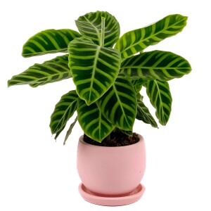 Dua Çiçeği - Kalatya Zebrina - Calathea Zebrina Curvy Pembe Saksılı İthal 40-60 cm - 1