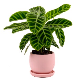 Dua Çiçeği - Kalatya Zebrina - Calathea Zebrina Curvy Pembe Saksılı İthal 40-60 cm - 2