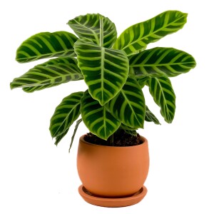 Dua Çiçeği - Kalatya Zebrina - Calathea Zebrina Curvy Terra Cotta Saksılı İthal 40-60 cm - Fidan Burada