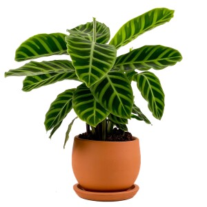 Dua Çiçeği - Kalatya Zebrina - Calathea Zebrina Curvy Terra Cotta Saksılı İthal 40-60 cm - 2