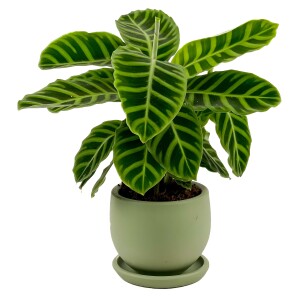 Dua Çiçeği - Kalatya Zebrina - Calathea Zebrina Curvy Yeşil Saksılı İthal 40-60 cm - Fidan Burada