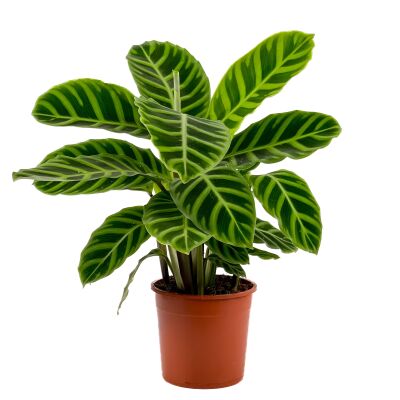 Dua Çiçeği - Kalatya Zebrina - Calathea Zebrina İthal 40-60 cm - 1