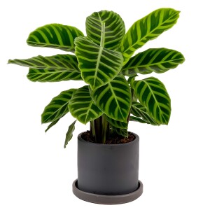 Dua Çiçeği - Kalatya Zebrina - Calathea Zebrina Ruby Antrasit Saksılı İthal 40-60 cm - Fidan Burada