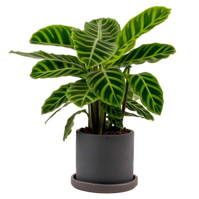 Dua Çiçeği - Kalatya Zebrina - Calathea Zebrina Ruby Antrasit Saksılı İthal 40-60 cm - 2