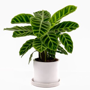 Dua Çiçeği - Kalatya Zebrina - Calathea Zebrina Ruby Beyaz Saksılı İthal 40-60 cm - Fidan Burada