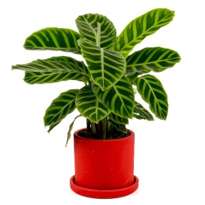 Dua Çiçeği - Kalatya Zebrina - Calathea Zebrina Ruby Kırmızı Saksılı İthal 40-60 cm - 1