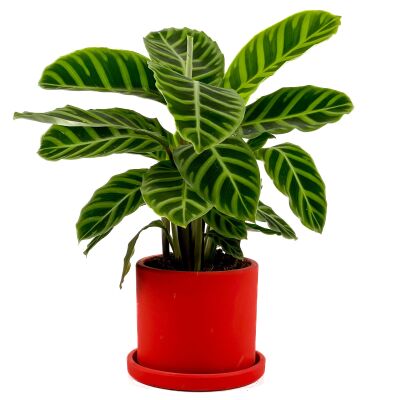 Dua Çiçeği - Kalatya Zebrina - Calathea Zebrina Ruby Kırmızı Saksılı İthal 40-60 cm - 2