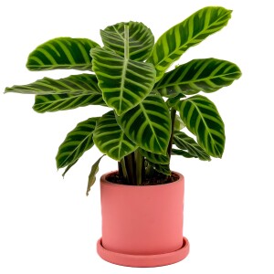 Dua Çiçeği - Kalatya Zebrina - Calathea Zebrina Ruby Pembe Saksılı İthal 40-60 cm - Fidan Burada